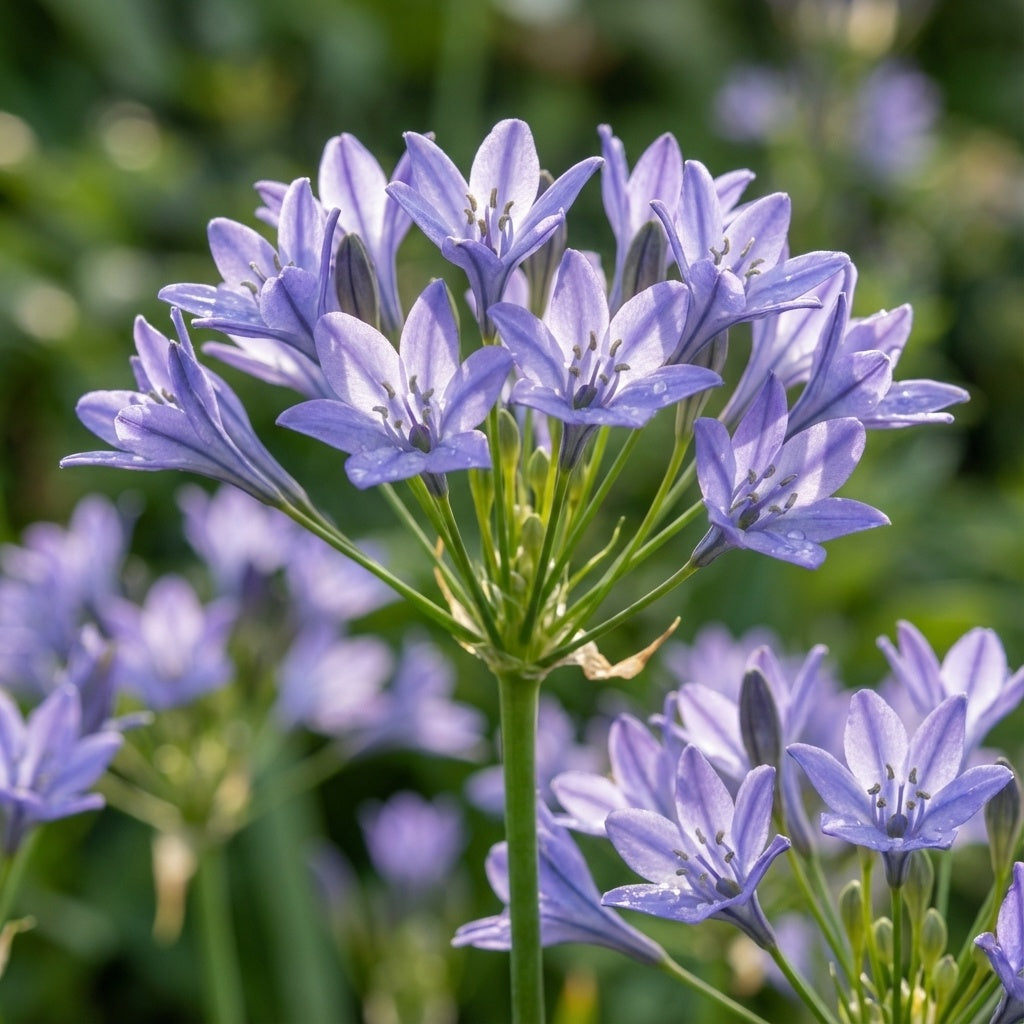 Triteleia 'Queen Fabiola' - 50 Stück - LumiBlumi