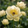 Trollius 'Alabaster' - Trollblume, Kugelranunkel - LumiBlumi