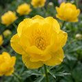 Trollblume 'Lemon Queen' - 10 Stück - LumiBlumi