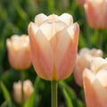 Tulpe 'Apricot Pride' - 25 Stück