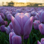 Tulpe 'Blue Heaven' - 20 Stück
