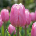 Tulpe 'Aafke' - 25 Stück