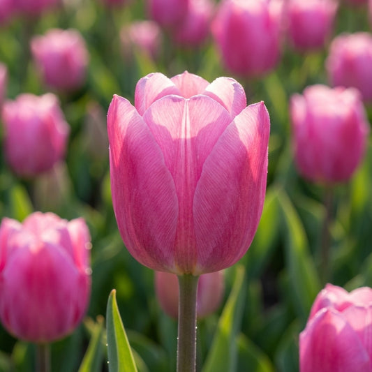 Tulpe 'Aafke' - 25 Stück