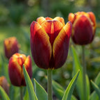 Tulpe 'Abu Hassan' - 25 Stück