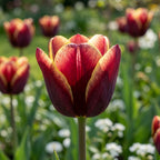 Tulpe 'Abu Hassan' - 25 Stück