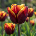 Tulpe 'Abu Hassan' - 25 Stück