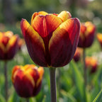 Tulpe 'Abu Hassan' - 25 Stück