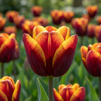 Tulpe 'Abu Hassan' - 25 Stück