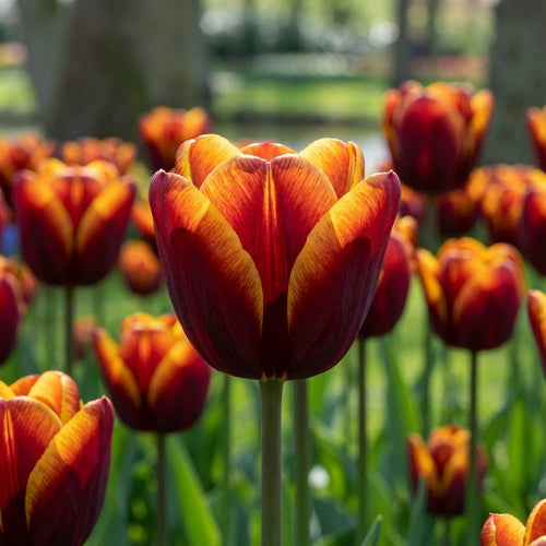 Tulpe 'Abu Hassan' - 25 Stück