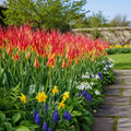 Tulpe 'Acuminata' - 10 Stück