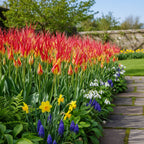 Tulpe 'Acuminata' - 10 Stück