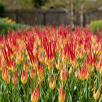 Tulpe 'Acuminata' - 10 Stück