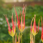 Tulpe 'Acuminata' - 10 Stück