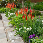 Tulpe 'Acuminata' - 10 Stück