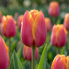 Tulipa 'Ad Rem' - Tulpe