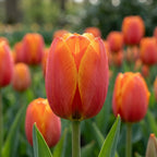 Tulipa 'Ad Rem' - Tulpe