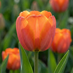 Tulipa 'Ad Rem' - Tulpe