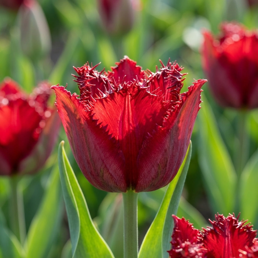 Tulipa 'Ajaccio' - Tulpe