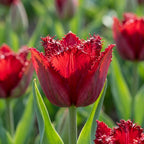 Tulipa 'Ajaccio' - Tulpe