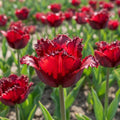 Tulipa 'Ajaccio' - Tulpe