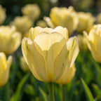 Tulpe 'Akebono' - 15 Stück