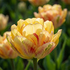 Tulpe 'Akebono' - 15 Stück