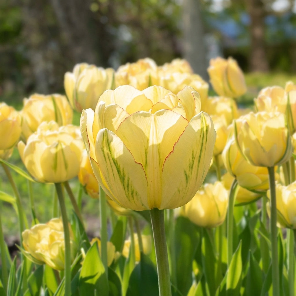 Tulpe 'Akebono' - 15 Stück