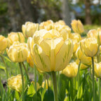 Tulpe 'Akebono' - 15 Stück