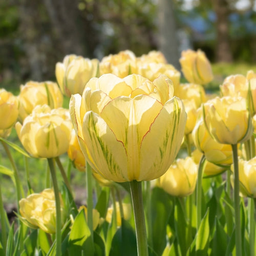 Tulpe 'Akebono' - 15 Stück