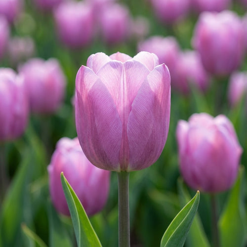 Tulpe 'Alibi' - 20 Stück
