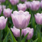 Tulpe 'Alibi' - 20 Stück