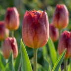 Tulpe 'Amberglow' - 20 Stück