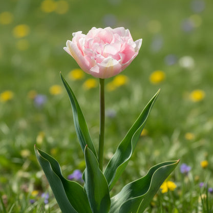 Tulpe 'Angelique' - 25 Stück