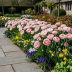 Tulpe 'Angelique' - 25 Stück - LumiBlumi