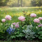 Tulpe 'Angelique' - 25 Stück - LumiBlumi