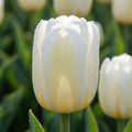 Tulipa 'Antarctica' - Tulpe