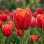 Tulpe 'Apeldoorn' - 20 Stück