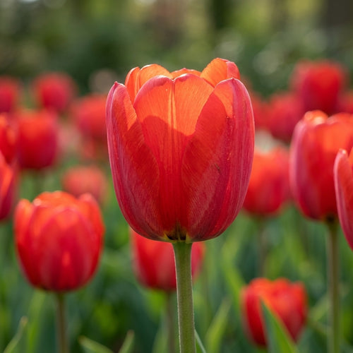 Tulpe 'Apeldoorn' - 20 Stück - LumiBlumi