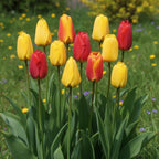 Tulpe 'Apeldoorn Mischung' - 10 Stück
