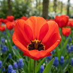 Tulpe 'Apeldoorn' - 20 Stück
