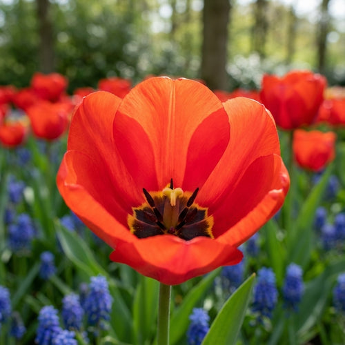 Tulpe 'Apeldoorn' - 20 Stück - LumiBlumi