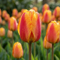 Tulpe 'Apeldoorn's Elite' - 25 Stück