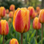 Tulpe 'Apeldoorn's Elite' - 25 Stück