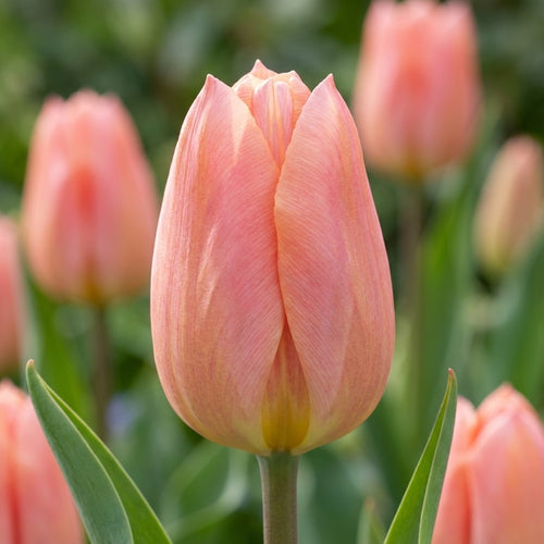 Tulpe 'Apricot Beauty' - 10 Stück - LumiBlumi