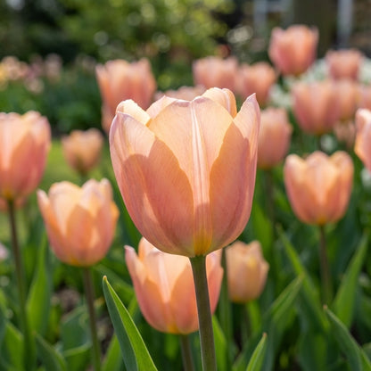 Tulpe 'Apricot Beauty' - 10 Stück