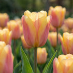 Tulpe 'Apricot Foxx' - 25 Stück