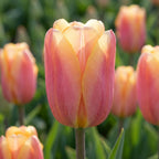 Tulpe 'Apricot Foxx' - 25 Stück