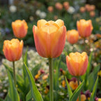 Tulpe 'Apricot Foxx' - 25 Stück