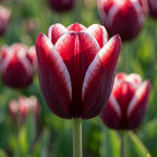 Tulpe 'Armani' - 25 Stück