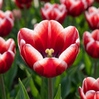 Tulpe 'Armani' - 25 Stück